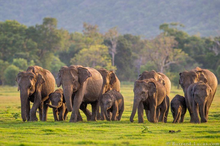 Wildlife Safari Adventure