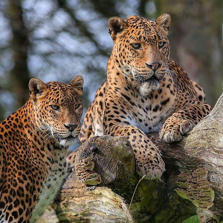 Wildlife Safari: Yala & Udawalawe